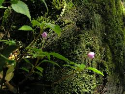 Image result for Impatiens runssorensis