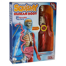 Animated text narrations and quizzes to explain the structures and functions of the human body systems. Squishy Human Body Smart Lab