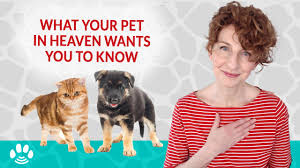 When a dog dies, owners often ask their veterinarian whether they should show the body to their other pets. My Cat Or Dog Just Died How To Handle Passing Of Pet Right Now Danielle Mackinnon
