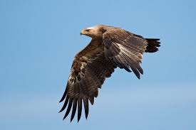 Egypt National Animal Steppe Eagle