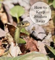 Before you decide to use them, get the facts from experts from the blue ridge poison center. 23 Best Keep Snakes Away Ideas Keep Snakes Away Snake Repellant Garden Pests