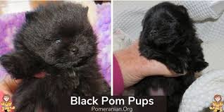 Some people think that the black pomeranian is an entirely different dog from the pomeranian, however they are actually just a rare coloration of the same breed. Complete Black Pomeranian Dog Information