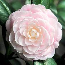Pin On Camellia