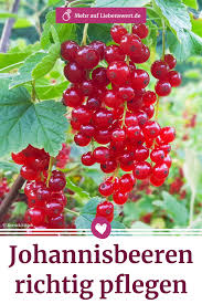 Johannisbeeren Pflanzen Schneiden Und Ernten In 2020 Johannisbeeren Pflanzen Johannisbeeren Beerenstraucher