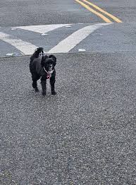 UPDATE! REUNITED WITH THE OWNERS. THANK YOU SO MUCH TO EVERYONE THAT  HELPED! Found: 2 senior dogs. Mostly deaf and blind. The golden is a boy  and the little one is a