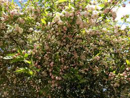 We did not find results for: Real World Gardener Gorgeous Crab Apple Is Plant Of The Week