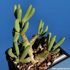 Image result for Buchholzia