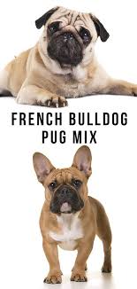 The shih tzu became very popular in the united states, and it was recognized by the american kennel club (akc) in 1969. French Bulldog Pug Mix Is This The Right Cross For You