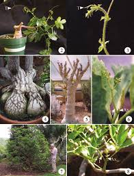 Image result for Cyphostemma