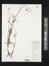 Image result for Crassocephalum uvens