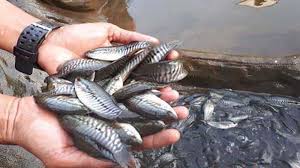 Ada banyak jenis ikan hias air tawar di dunia. Ikan Sepat Jenis Cara Budidaya Cara Memancing Dan Umpan