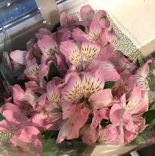 At most one oc artwork can be posted per three days for every submitter. Got These Flowers At Publix What Are They Whatplantisthis