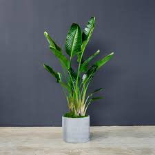 Image result for Strelitzia