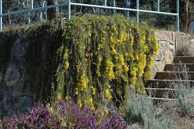 Image Result For Acacia Cultriformis Weeping Rock Garden Plants Plants Propagating Plants