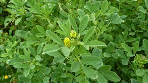 Image result for Melilotus indicus