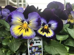 Jul 26, 2021 · four o'clock flowers grow and bloom abundantly in the summer garden. Annuals And Flowering Plants For Your Denver Co Garden