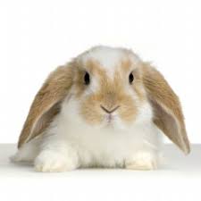 Holland Lop Rabbits For Sale In Arkansas Hobby Farm Wisdom