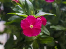 Hold on to the things you cherish for as long as possible. Amazing Meaning And Symbolism Of Periwinkle Flower And Color Florgeous