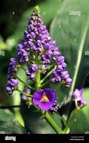 Image result for Dichorisandra