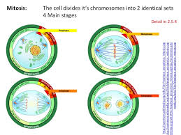 Consists of g1, s, and g2 phases. Ib Biology Core 2 5 Cell Division