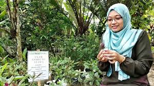 Daun sambung nyawa atau juga dikenal sebagai daun dewa merupakan tanaman herbal yang sudah sejak lama dimanfaatkan karena dipercaya memiliki banyak khasiat untuk kesehatan. Ulam Sambung Nyawa Enak Dimakan Begitu Sahaja Youtube