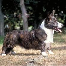 We show and trial our dogs in akc and ukc in the conformation ring, in herding, in agility, in rally, tracking, nosework, and in other sports. Puppyfind Cardigan Welsh Corgi Puppies For Sale