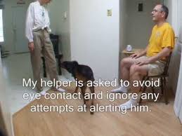 How to train your own service dog. Training Your Own Service Dog Service Dogs Service Dog Training Dog Training Obedience