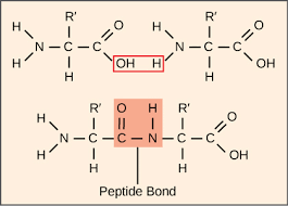 Un polypeptide est une chaîne d'acides aminés reliés par des liaisons peptidiques. Ribosomes And Protein Synthesis Biology I