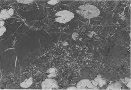 Image result for Tristachya lualabaensis