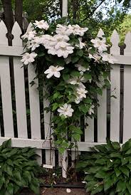 Клематис хоши но фламенко на размножении. Clematis Pruning Made Simple