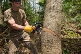 Maybe you would like to learn more about one of these? How Much Money Does A Forester Make A Year
