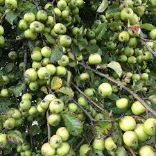 Discover tasty and easy recipes for breakfast, lunch, dinner, desserts, snacks, appetizers, healthy alternatives and more. Crab Apple Malus Sylvestris British Trees Hedges Habitat Aid
