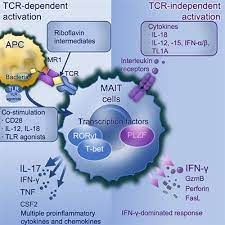 Check spelling or type a new query. Frontiers Mait Cell Activation And Functions Immunology