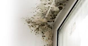 Bildet sich in einer wohnung oder einem haus schimmel, muss die ursache umgehend gefunden und beseitigt werden. Schimmel In Der Wohnung Was Tun