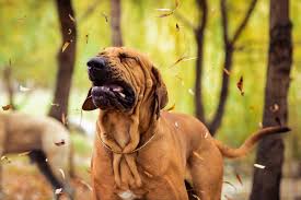 10 noises your dog makes and what they mean dog sneezing dog allergies pet allergies