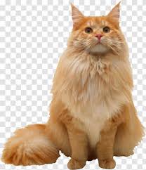 The norwegian forest cat is a specific breed of cat that is from the scandinavian region of northern europe, much as its name suggests. Maine Coon Norwegian Forest Cat Persian Oriental Shorthair Siberian Breed Antique Jewelry Image Antiquity Decoration Picture