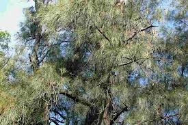 Image result for Casuarina glauca