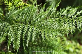 Image result for Pityrogramma
