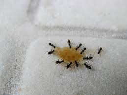 If you take some time to figure out where ants are entering the house, you can usually track them back to a nest. How To Get Rid Of Small Black Ants Ants Com