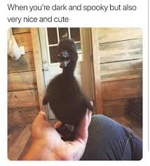 Evil Black Duckling Cute Animals Cute Baby Animals Animal Memes