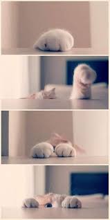 Entdecken sie unsere tollen produkte und bestellen sie jetzt zu günstigen preisen. Pin Von Zuhal Polat Auf Katzenfotografie In 2020 Susse Katzen Videos Susse Katzen Katze Video