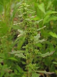 Image result for Dysphania pumilio