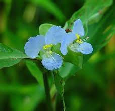 Image result for Commelina congesta