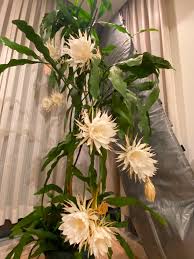 Image result for Oxypetalum