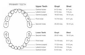 Download Stages Of Teeth Baby Teeth Growth Chart For Free
