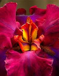 600 x 300 jpeg 92 кб. Wwwinspiration Red Purple Iris By Charlie B Fiori Tropicali Fiori Fiori Rari