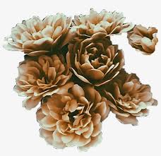 Jan 15, 2020 · the curse of the aesthetic: Brown Flowers Aesthetic Stickers Freetoedit Aesthetic Brown Flowers Free Transparent Png Download Pngkey