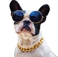 French bulldog puppies with gold chain. Cuban Chain For Dogs Off 56