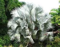 We did not find results for: Seeds Of Bismarckia Nobilis The Bismarck Palm Has A Single Smooth Trunk Topped With 20 25 Wide Fronds Forming A Spherical Crown Plants Silver Palms Buy Plants