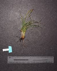 Image result for Carex echinochloe